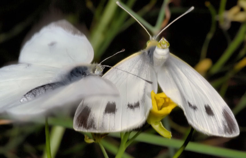 Farfalle in accoppiamento